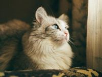 娱乐吃瓜酱猫传腹,揭秘“猫传腹”事件背后的真相与反思