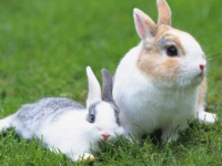 娱乐吃瓜酱兔子视频下载,揭秘热门娱乐瞬间