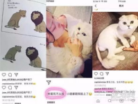 娱乐吃瓜酱虐猫博主小说,娱乐吃瓜酱的悬疑小说揭秘