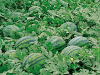 娱乐吃瓜场地图片真实高清,高清图鉴揭秘现场盛况