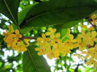 娱乐吃瓜酱桂花树下,桂花树下，揭秘娱乐圈那些不为人知的秘密