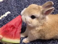 娱乐吃瓜小兔子视频大全,盘点热门视频大全