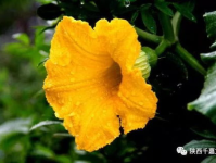 娱乐吃瓜花,吃瓜花背后的故事