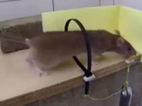 娱乐吃瓜酱吸管,揭秘娱乐圈幕后故事