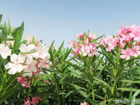 娱乐圈吃瓜感慨句子图片,揭秘明星背后的故事