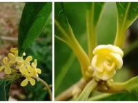 娱乐吃瓜酱桂花树,桂花树下那些不为人知的娱乐圈秘闻